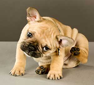 This Week We Are Tackling Itchy Skin
