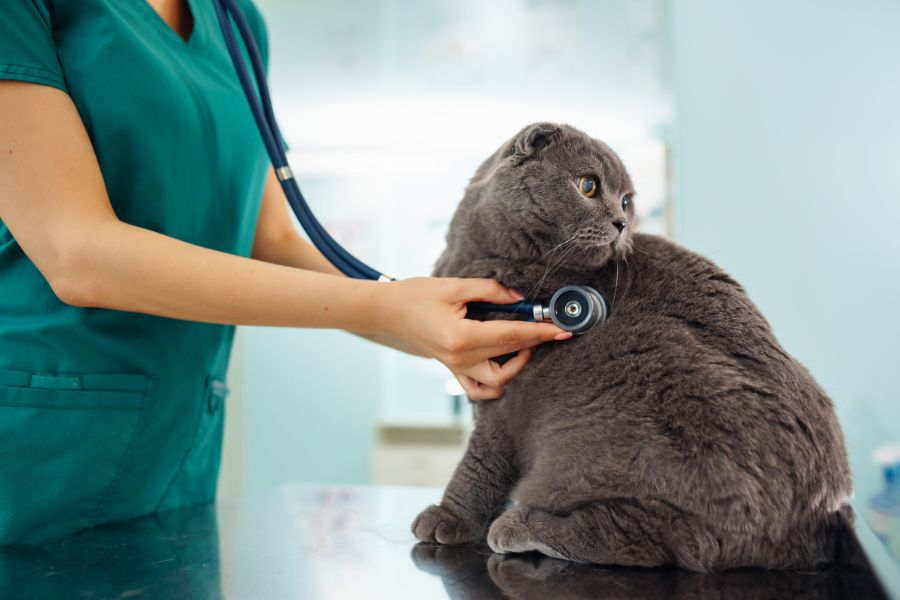 what-vets-notice-first-5-min-exam-guides
